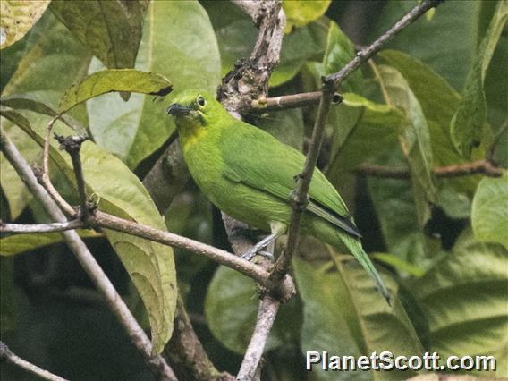 Greater Green Leafbird (Chloropsis sonnerati) - Female