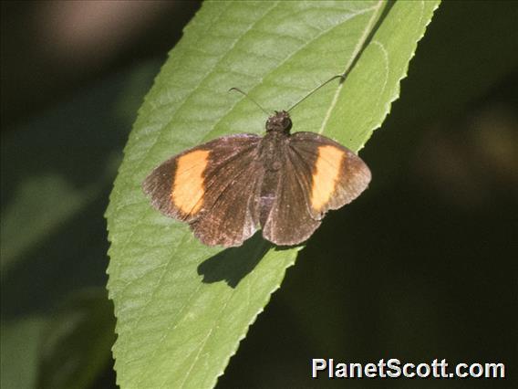 Grass Skipper (Koruthaialos ssp)