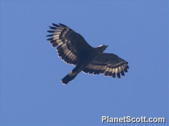 Oriental Honey-Buzzard (Pernis ptilorhynchus)