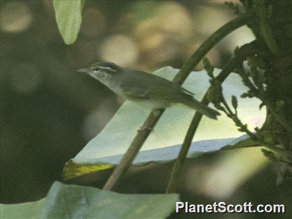 Yellow-browed Warbler (Phylloscopus inornatus)