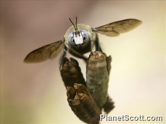 Collared Carpenter Bee (Xylocopa dejeanii)