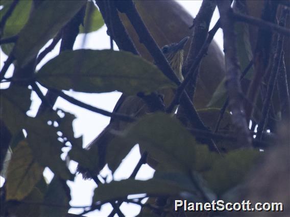 Pin-striped Tit-Babbler (Mixornis gularis)