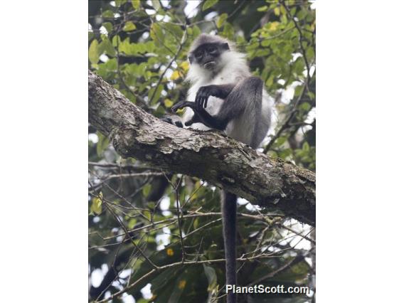 White-thighed Surili (Presbytis siamensis)