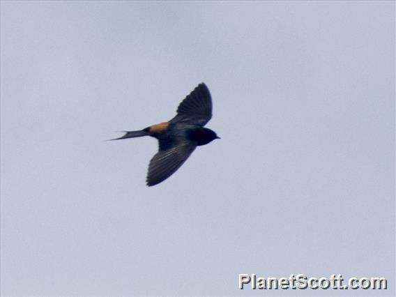 Red-rumped Swallow (Cecropis daurica)