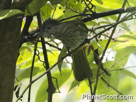 Mountain Bulbul (Ixos mcclellandii)