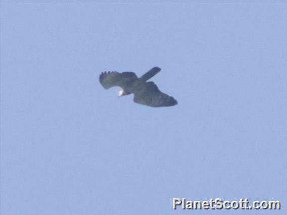 Oriental Honey-buzzard (Pernis ptilorhynchus)