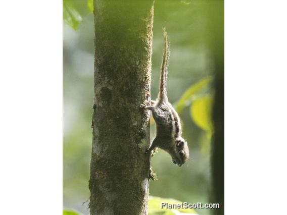 Himalayan Striped Squirrel (Tamiops mcclellandii)