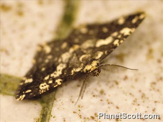 Malayan Moth (Lyssa sp1)