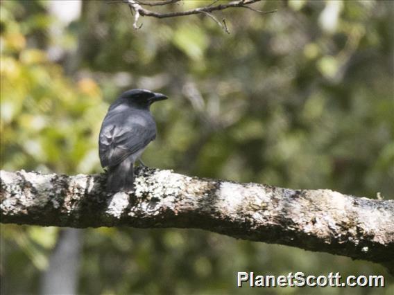 Large Cuckooshrike (Coracina macei) - Male