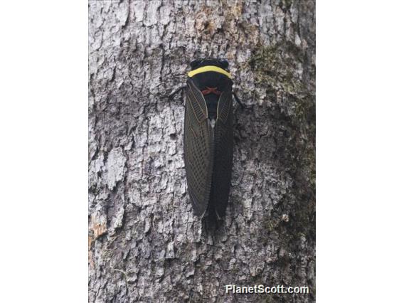 Malayan Cicada (Tacua speciosa)