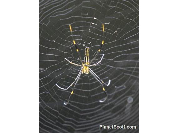 Giant Golden Orbweaver(Nephila pilipes)