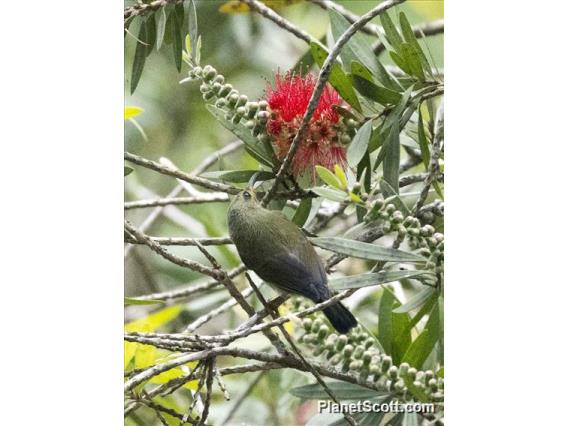 Black-throated Sunbird (Aethopyga saturata) - Female