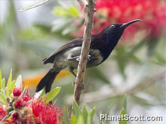 Black-throated Sunbird (Aethopyga saturata) - Male