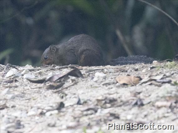 Asian Red-cheeked Squirrel (Dremomys rufigenis)