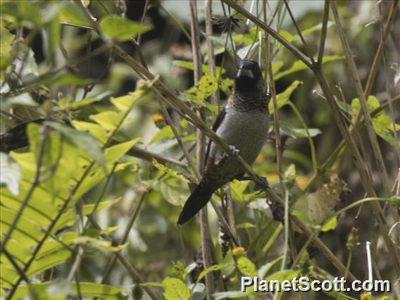 White-rumped Munia (Lonchura striata)