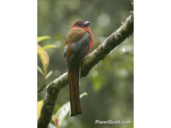 Red-headed Trogon (Harpactes erythrocephalus) - Male