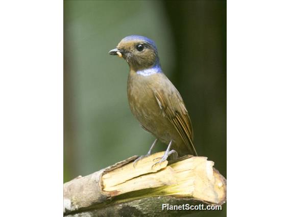 Large Niltava (Niltava grandis) - Female