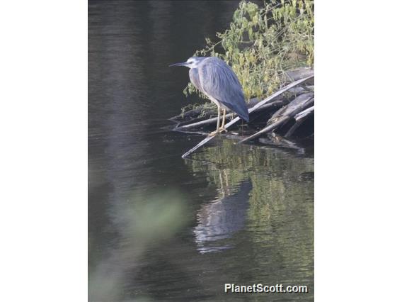 White-faced Heron (Egretta novaehollandiae)