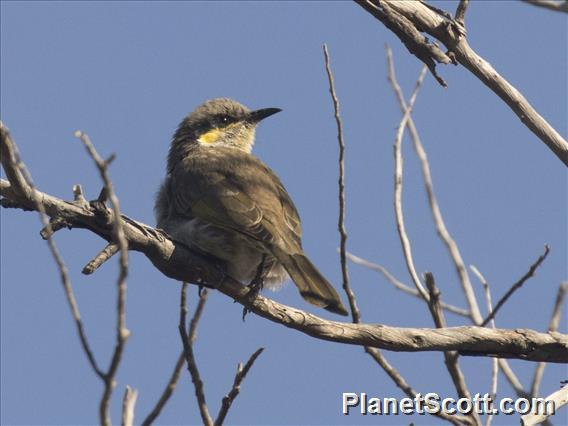 Singing Honeyeater (Gavicalis virescens)