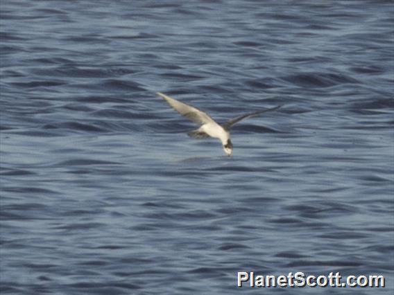 White-winged Tern (Chlidonias leucopterus)