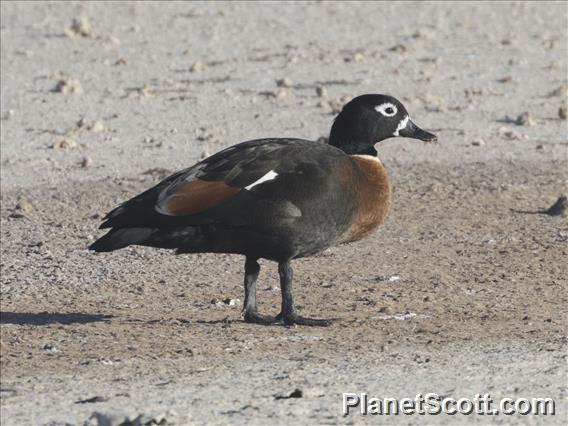 Australian Shelduck (Tadorna tadornoides) - Female