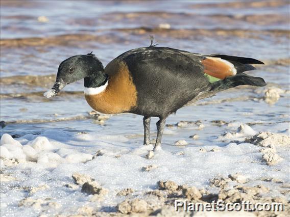 Australian Shelduck (Tadorna tadornoides) - Male