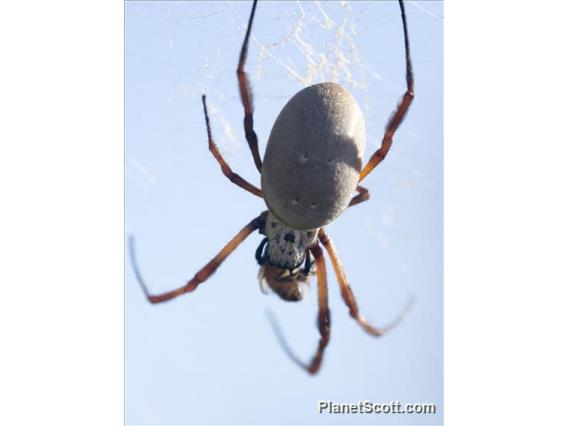 Australian Golden Orbweaver (Trichonephila edulis)