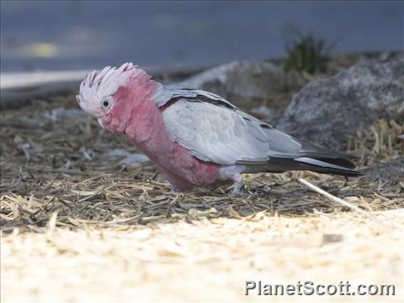 Galah (Eolophus roseicapilla)