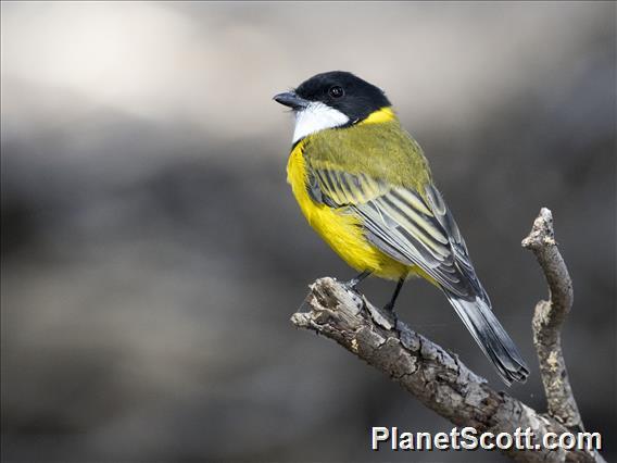 Western Whistler (Pachycephala fuliginosa) - Male