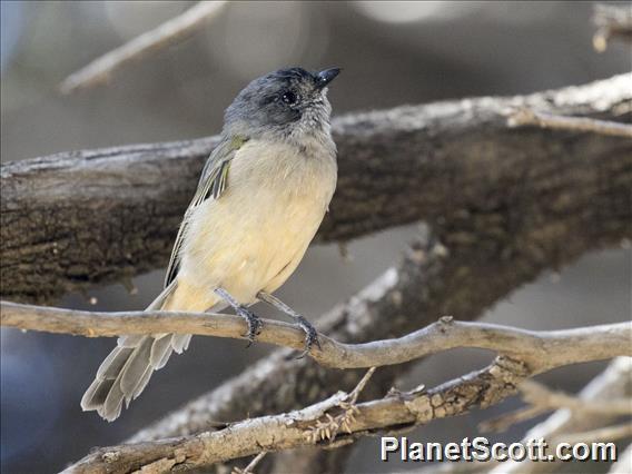 Western Whistler (Pachycephala fuliginosa) - Juvenile