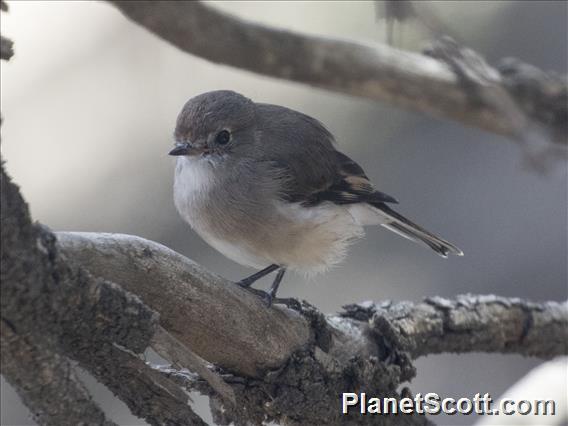 Red-capped Robin (Petroica goodenovii) - Female