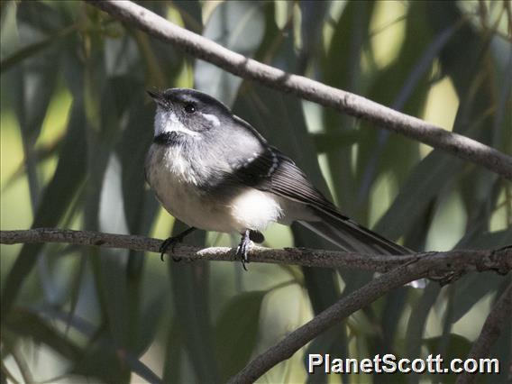 Gray Fantail (Rhipidura albiscapa)