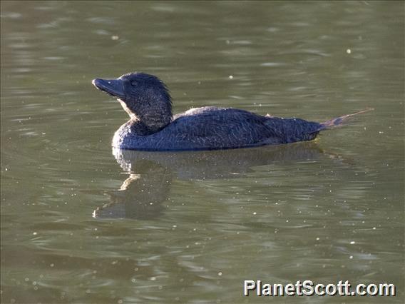 Musk Duck (Biziura lobata)