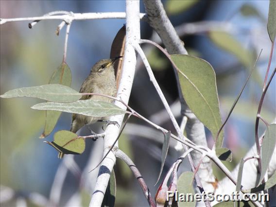 Brown Honeyeater (Lichmera indistincta)