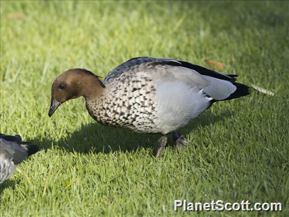 Maned Duck (Chenonetta jubata) - Male