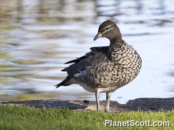 Maned Duck (Chenonetta jubata) - Female