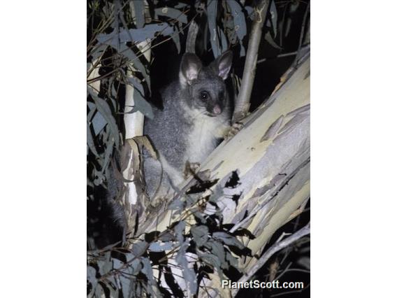 Common Brushtail Possum (Trichosurus vulpecula)