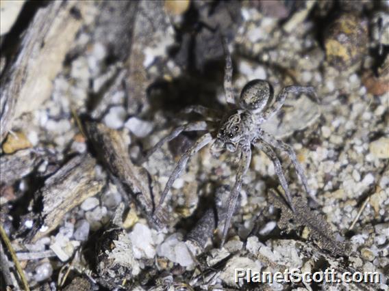 Australian Wolf Spider (Lycosidae ssp-aus)