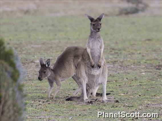 Western Gray Kangaroo (Macropus fuliginosus)