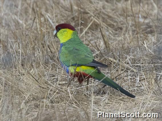 Red-capped Parrot (Purpureicephalus spurius) - Male