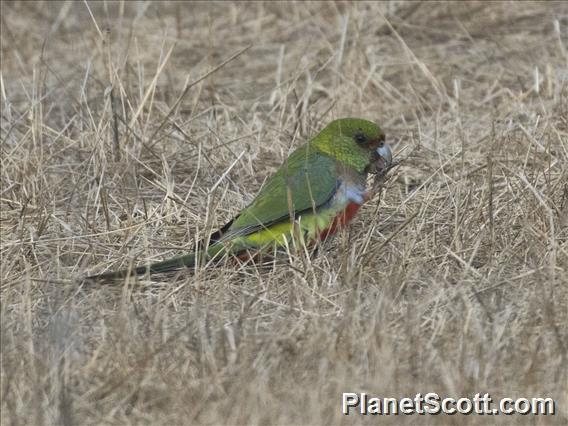 Red-capped Parrot (Purpureicephalus spurius) - Female