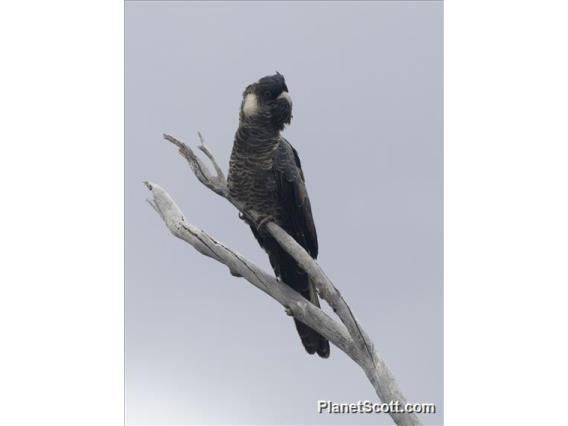 Baudin's Black-Cockatoo (Zanda baudinii)