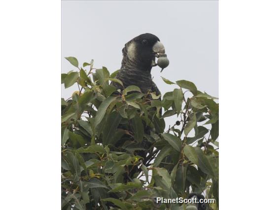 Baudin's Black-Cockatoo (Zanda baudinii)