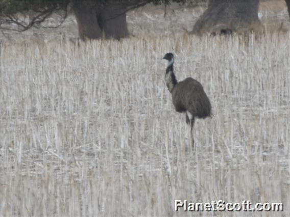 Emu (Dromaius novaehollandiae)