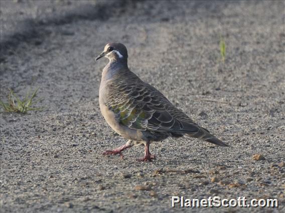 Common Bronzewing (Phaps chalcoptera)