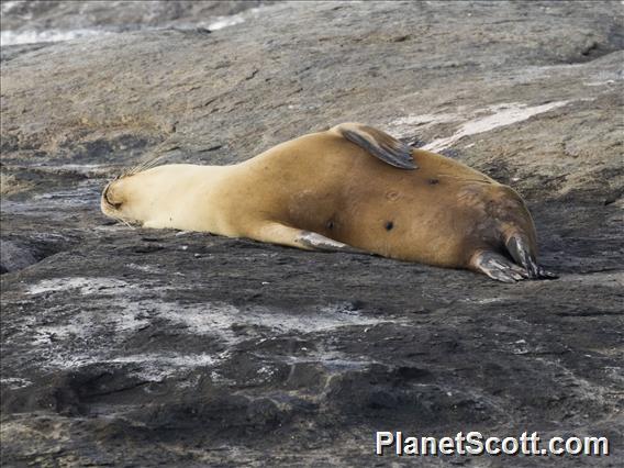 Australian Sea Lion (Neophoca cinerea)