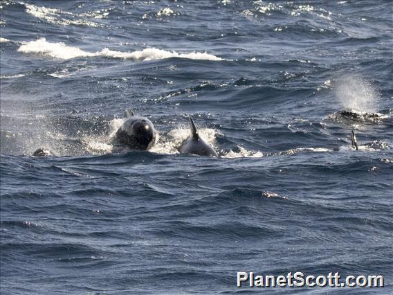 Long-finned Pilot Whale (Globicephala melas)