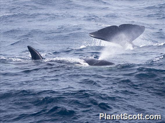 Killer Whale (Orcinus orca)