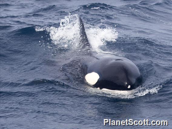 Killer Whale (Orcinus orca)