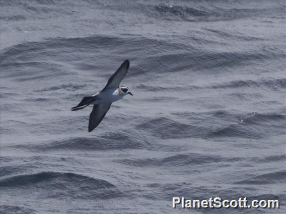 White-faced Storm-Petrel (Pelagodroma marina)